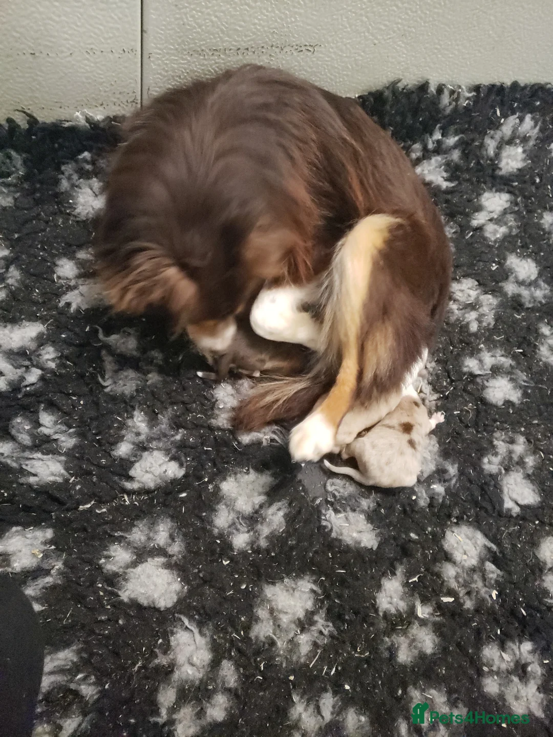 Australian Shepherd dogs for sale: Male Miniature Australian Shepherds ASDRegistered - Advert 5