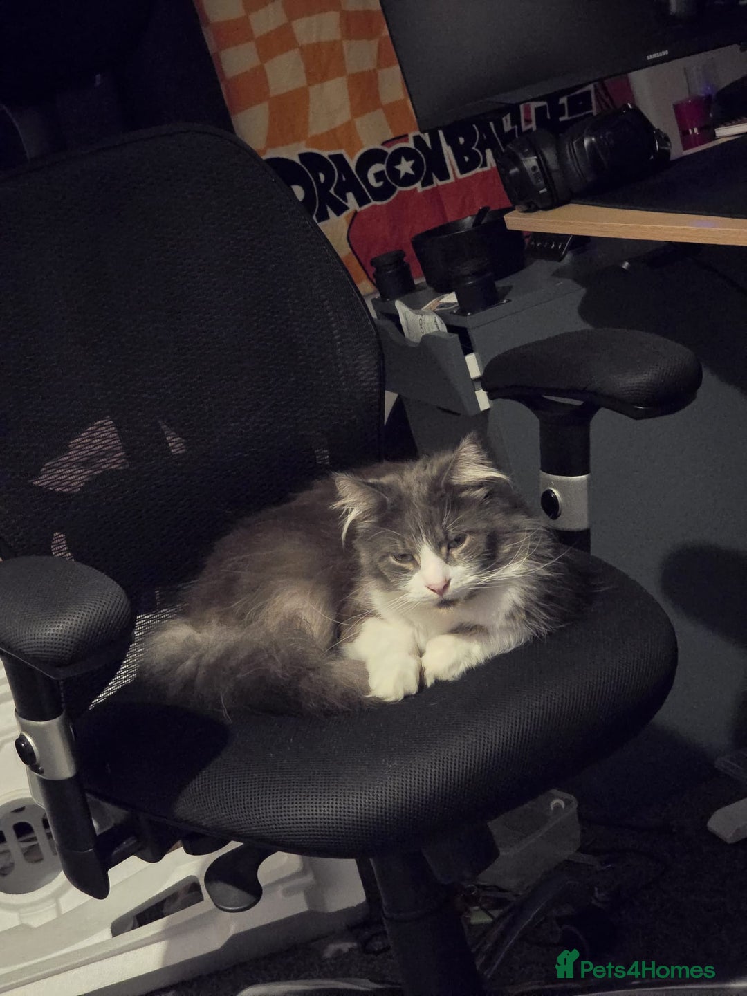 Maine Coon cats for sale: 5* Home only maine coon rehome 2 years old - Advert 3