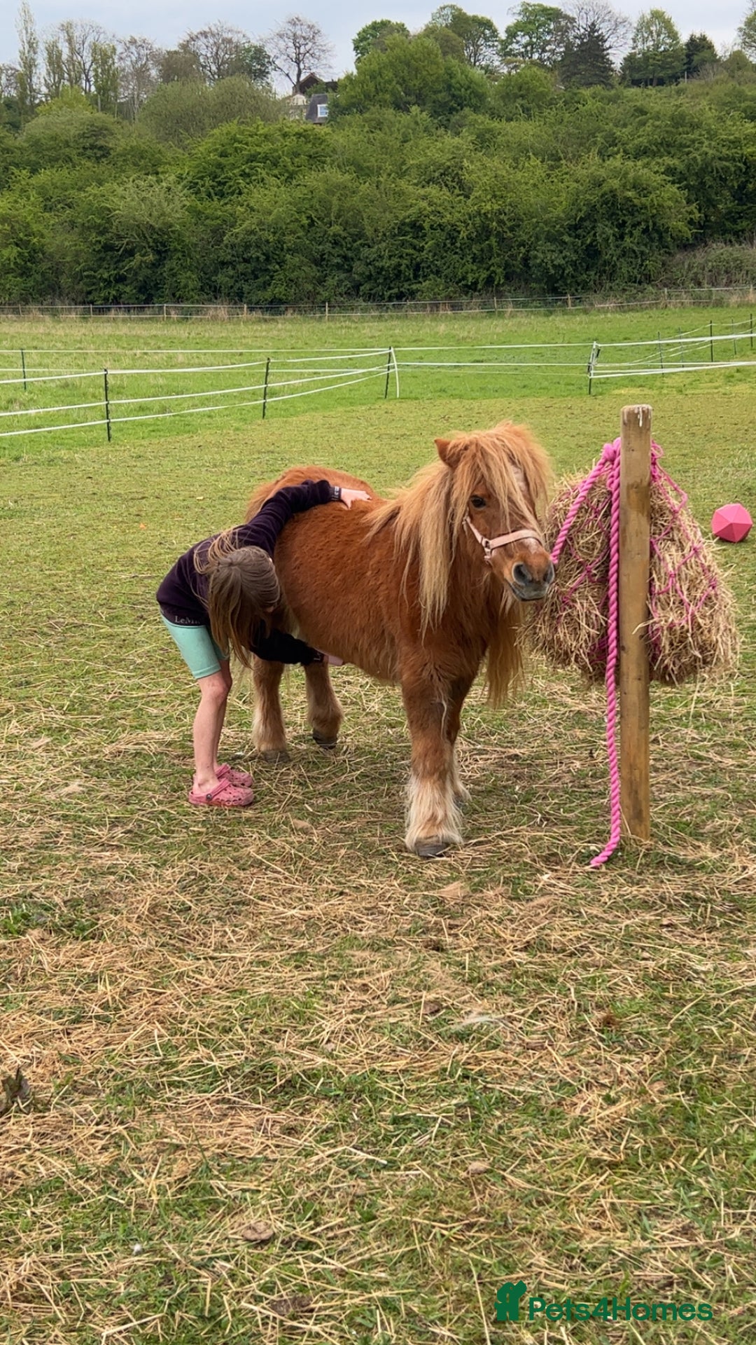 Shetland pony horses for sale: Shetland ponys  - Image 4