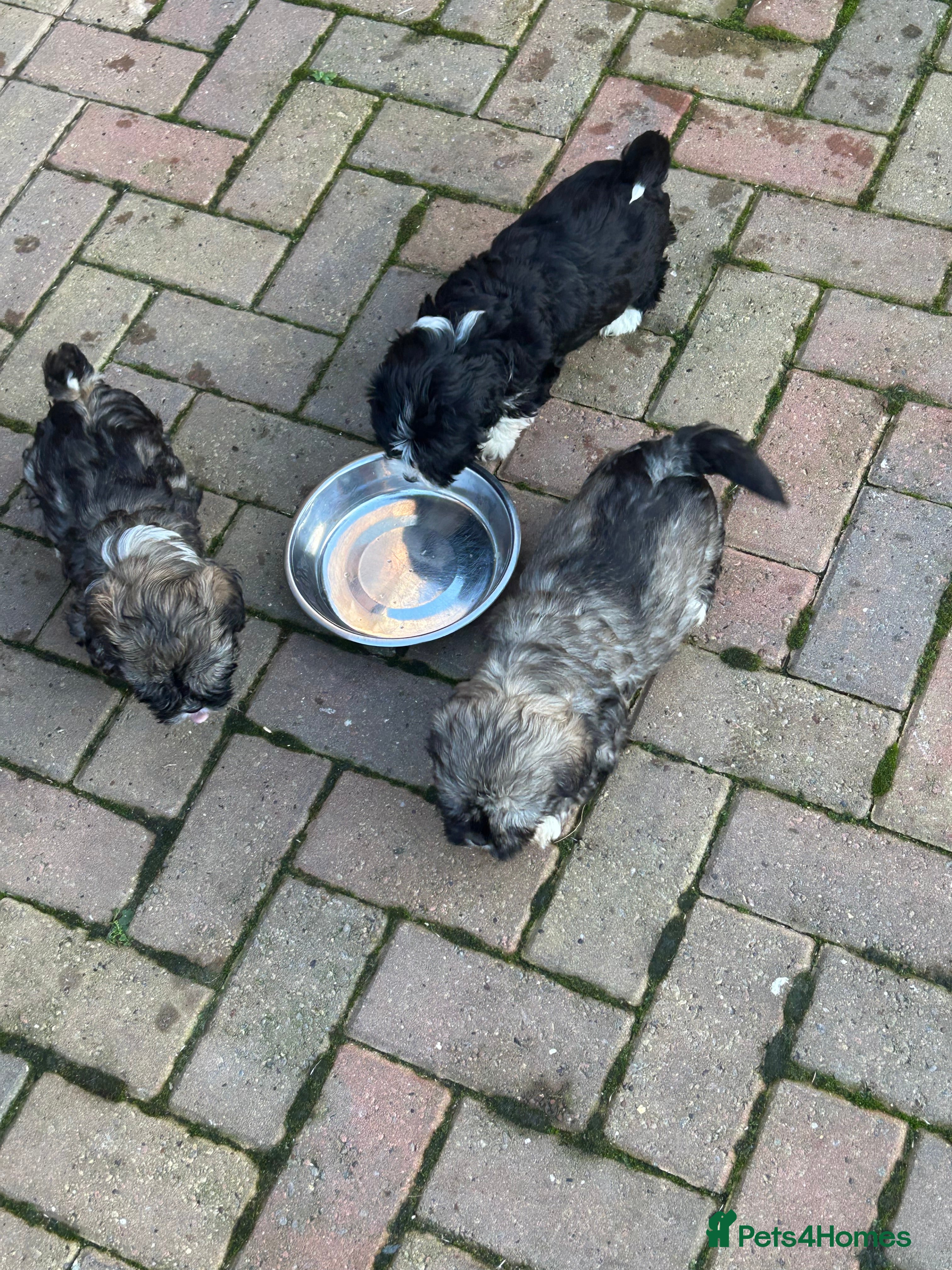 Havanese dogs KC Registered Havanese Puppies  - Advert 1