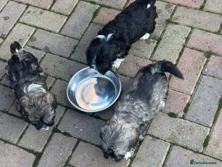 Havanese dogs KC Registered Havanese Puppies - Advert 1