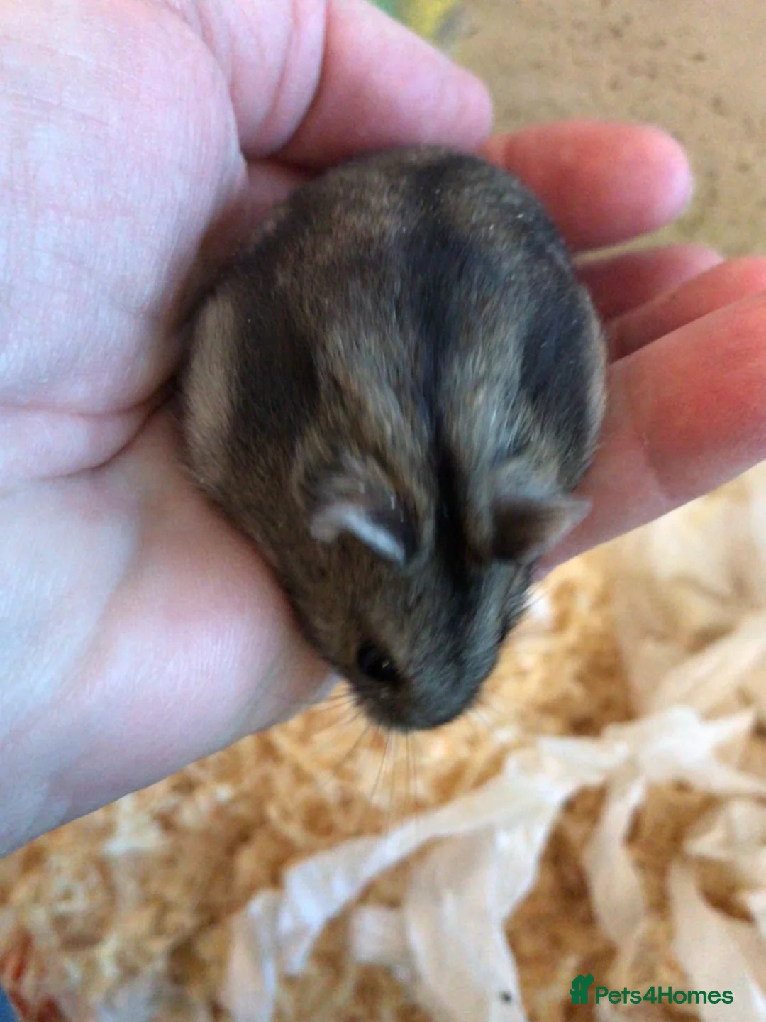 Hamster rodents for sale: Baby Winter White Russians from show stock - Advert 12