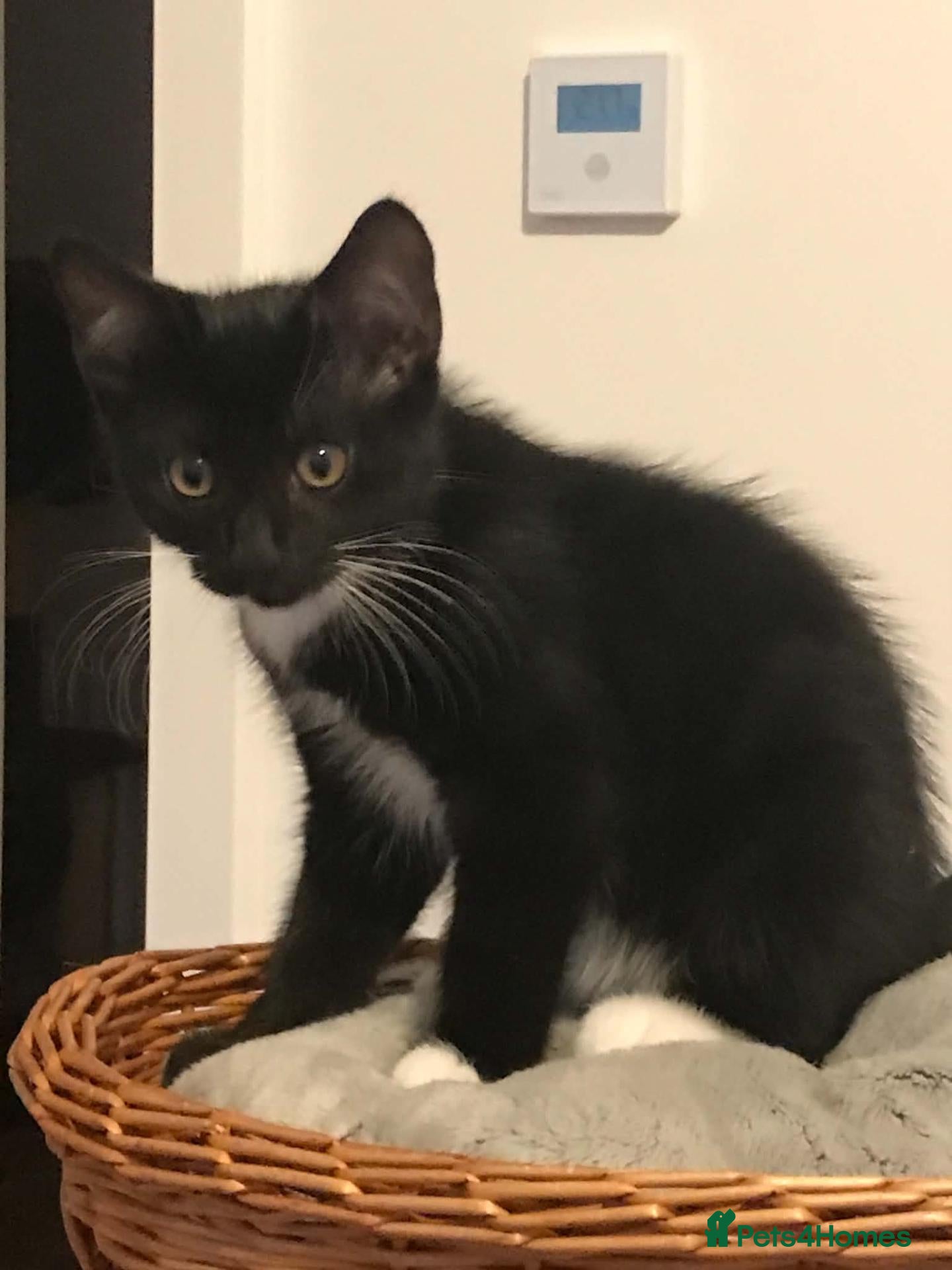 Mixed Breed cats for sale: Cute kittens for sale - Advert 5