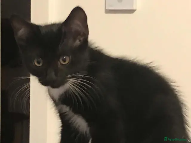 Mixed Breed cats for sale: Cute kittens for sale - Advert 5