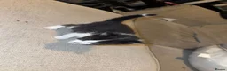 Mixed Breed cats for sale: Lovely kittens need a loving home - Advert 23