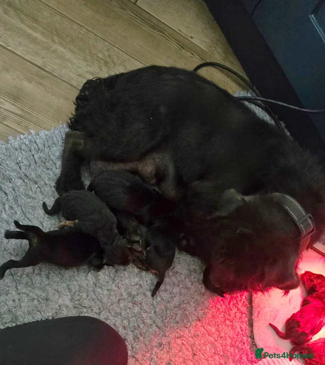 Patterdale Terrier dogs for sale: Fantastic Patterdale terrier pups D&D  - Advert 23