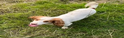 Cocker Spaniel dogs for sale: Ready Now KC reg Working Cocker Spaniels - Advert 17