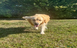 Golden Retriever dogs for sale: Kc registered Golden Retriever puppies available  - Image 20