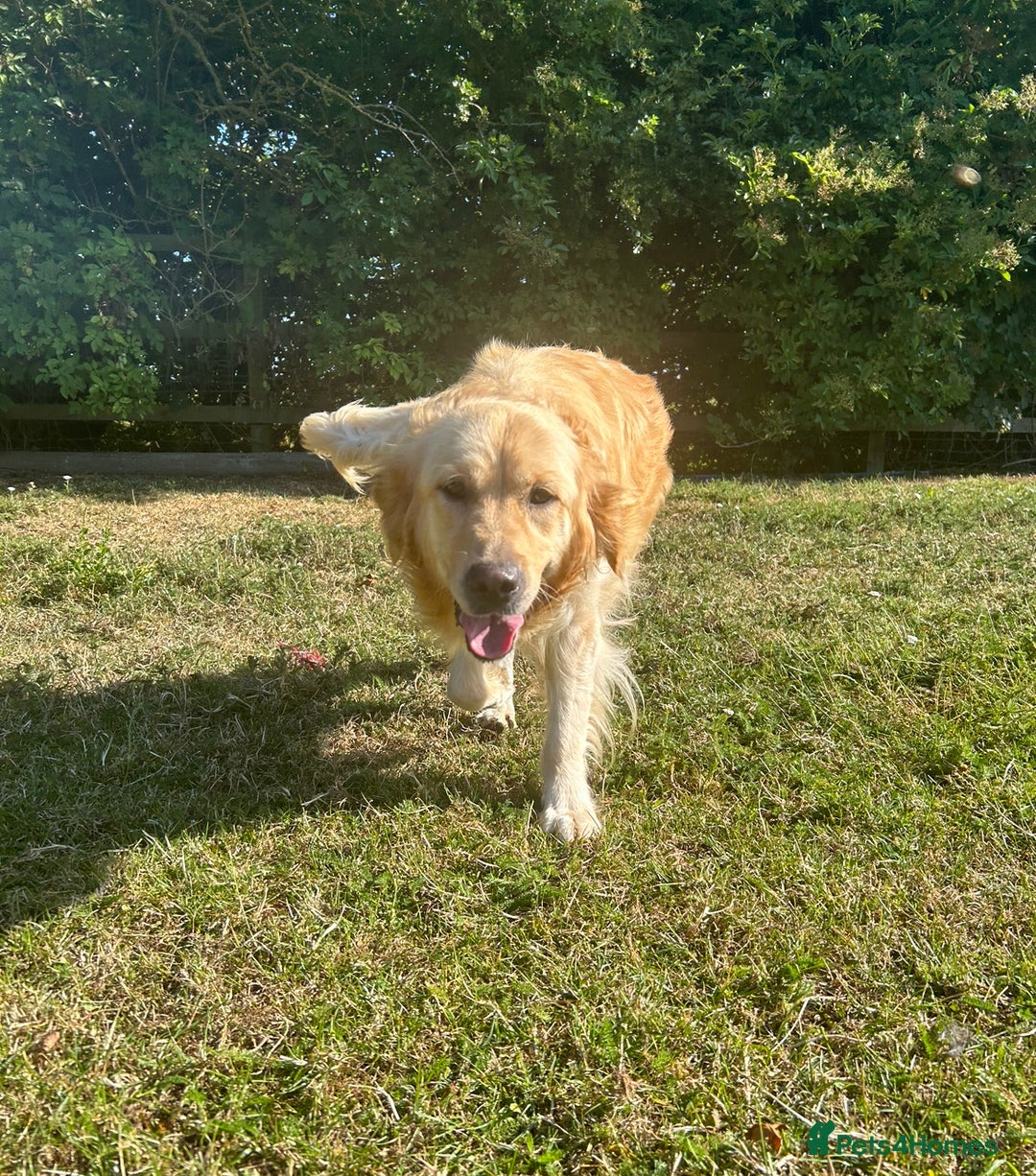 Golden Retriever dogs for sale: Kc registered Golden Retriever puppies available  - Image 20