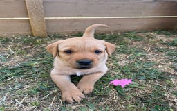 Labrador Retriever dogs for sale: Fox Red Labrador puppies  - Image 9