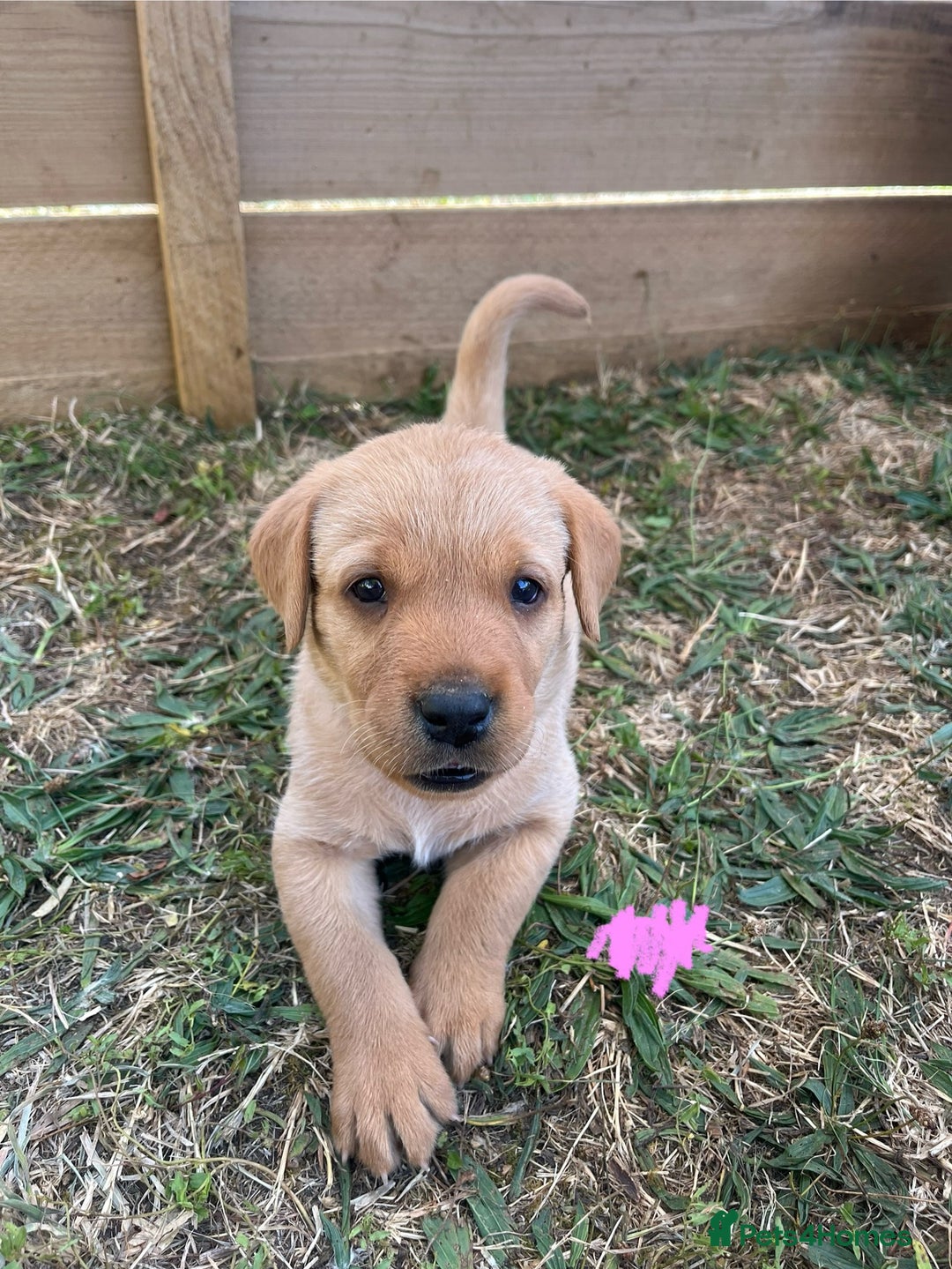 Labrador Retriever dogs for sale: Fox Red Labrador puppies  - Image 9