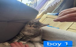 Maine Coon cats for sale: Gorgeous maine coon kittens  - Image 9