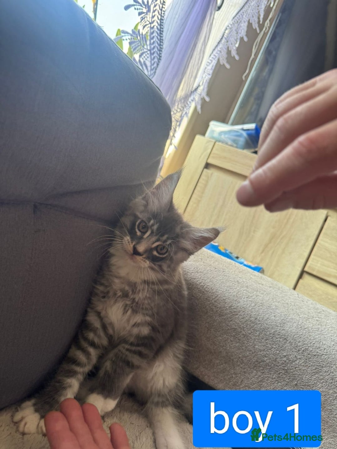 Maine Coon cats for sale: Gorgeous maine coon kittens  - Image 9