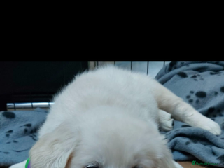 Golden Retriever dogs Golden retriever puppies for sale - Advert 5