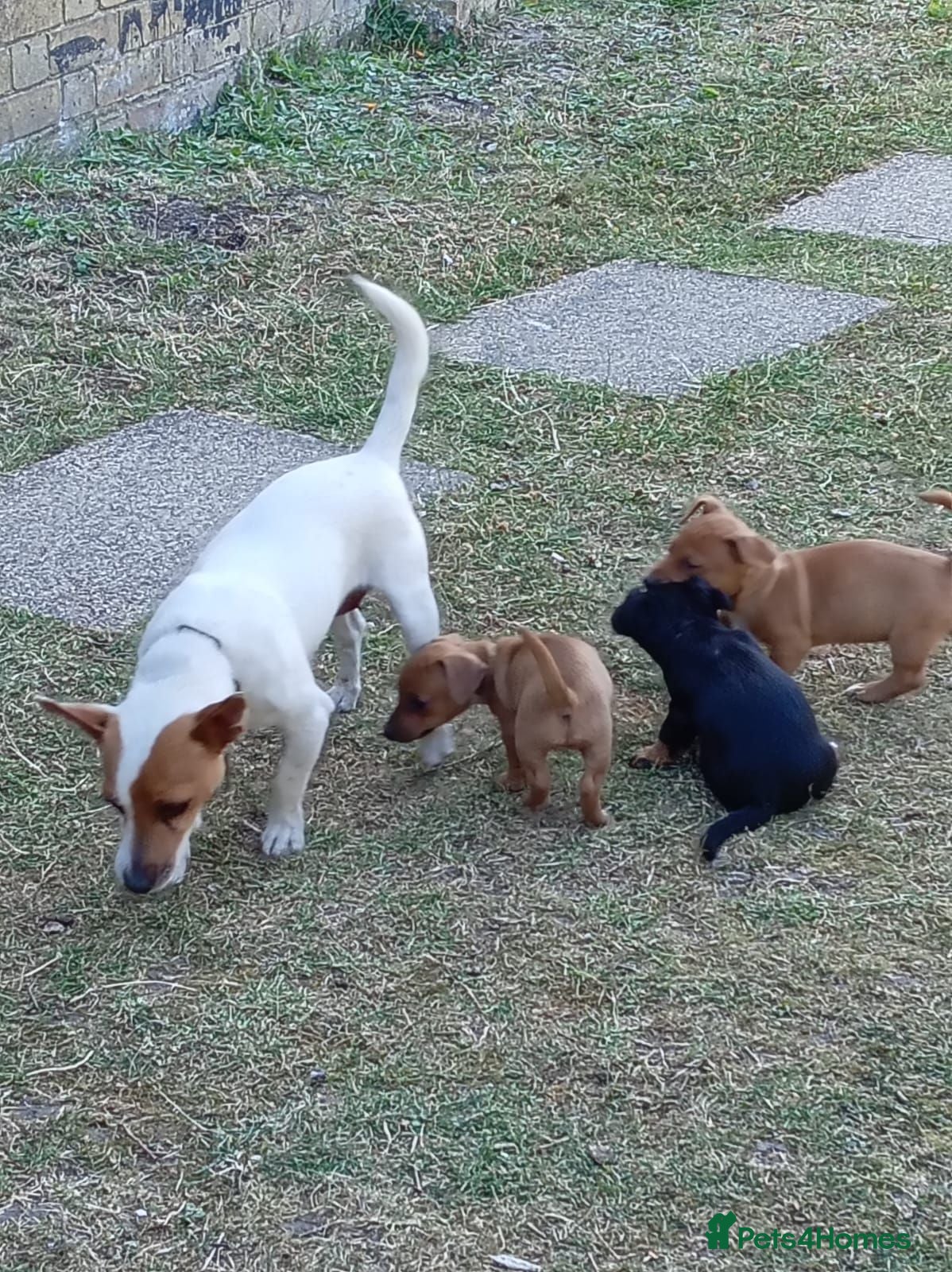 Jackshund dogs Jackhunds puppies  - Advert 18