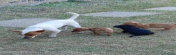 Jackshund dogs for sale: Jackhunds puppies  - Advert 1