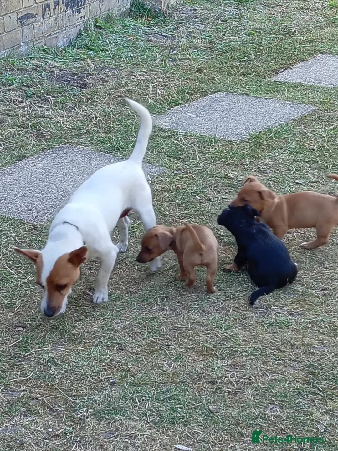 Jackshund dogs for sale: Jackhunds puppies  - Advert 1