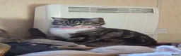 Mixed Breed cats for sale: Winnie and eclipse  - Advert 5