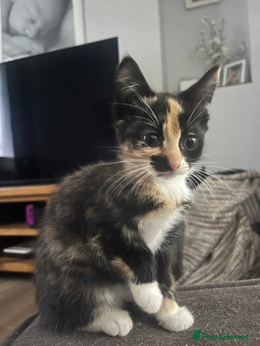 Mixed Breed cats for sale: Kittens ready now - Advert 8