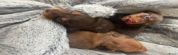 Miniature Dachshund dogs for sale: Long haired miniature dachshund  - Advert 10