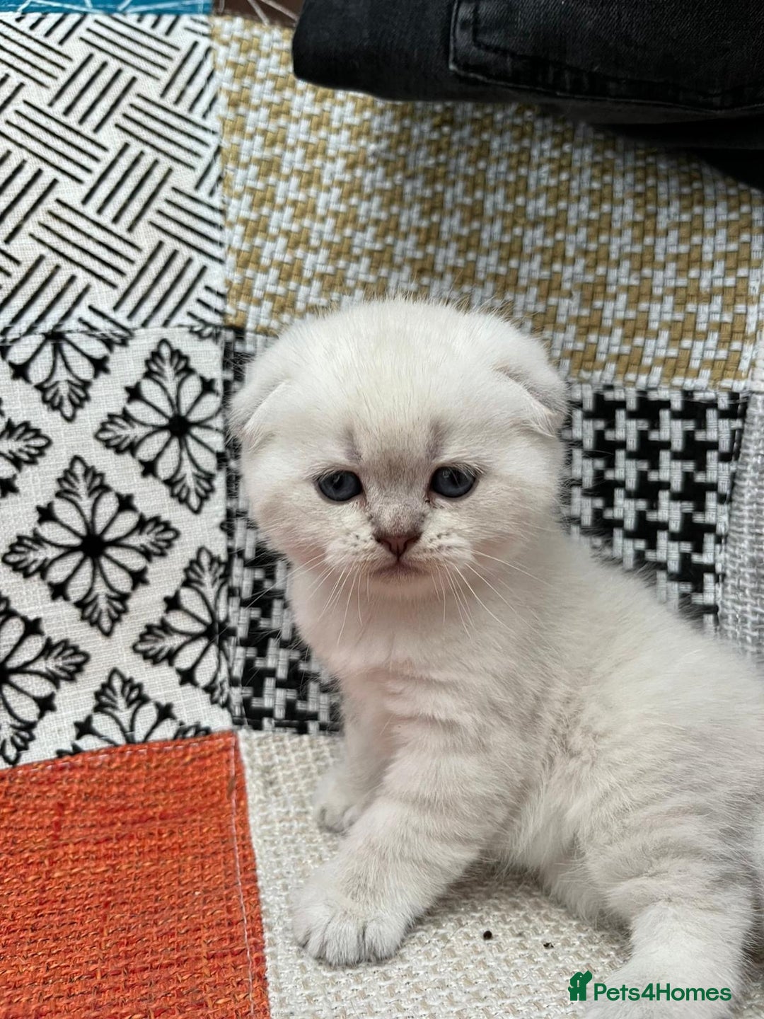 Scottish Fold cats for sale: Scottish Fold Kittens. Vaccinated, Last one left! - Image 14