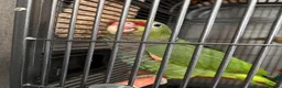 Parrots birds for sale: Vinaceous Amazon parrot in Manchester - Advert 2