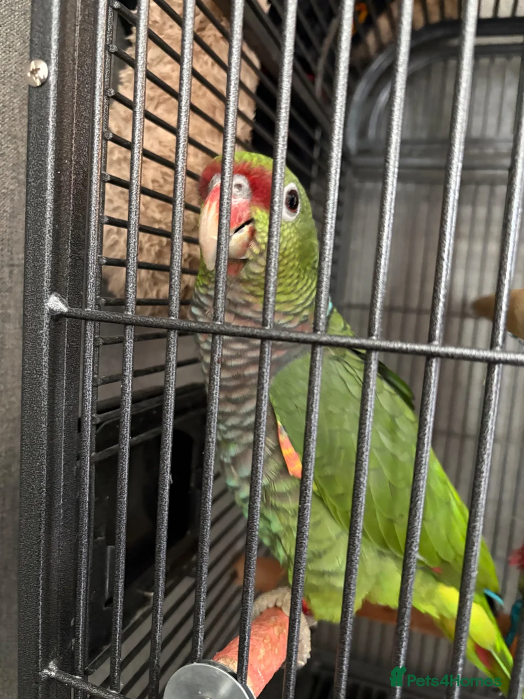 Parrots birds for sale: Vinaceous Amazon parrot in Manchester - Advert 2
