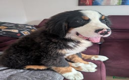 Bernese Mountain Dog dogs for sale: Bernese mountain dog male - Image 2