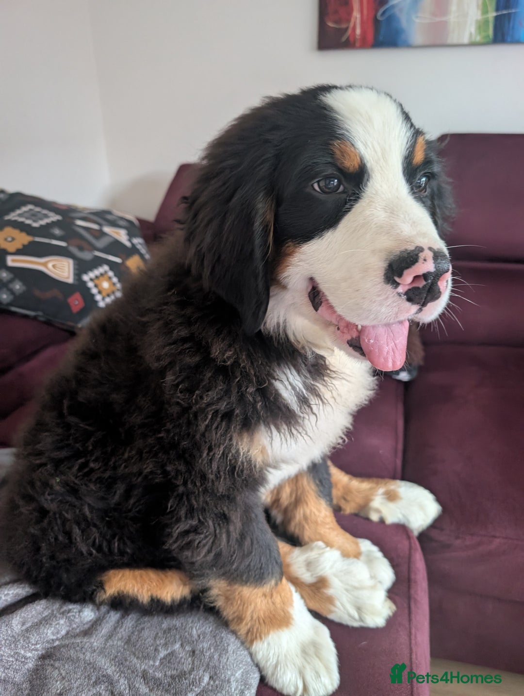 Bernese Mountain Dog dogs for sale: Bernese mountain dog male - Image 2