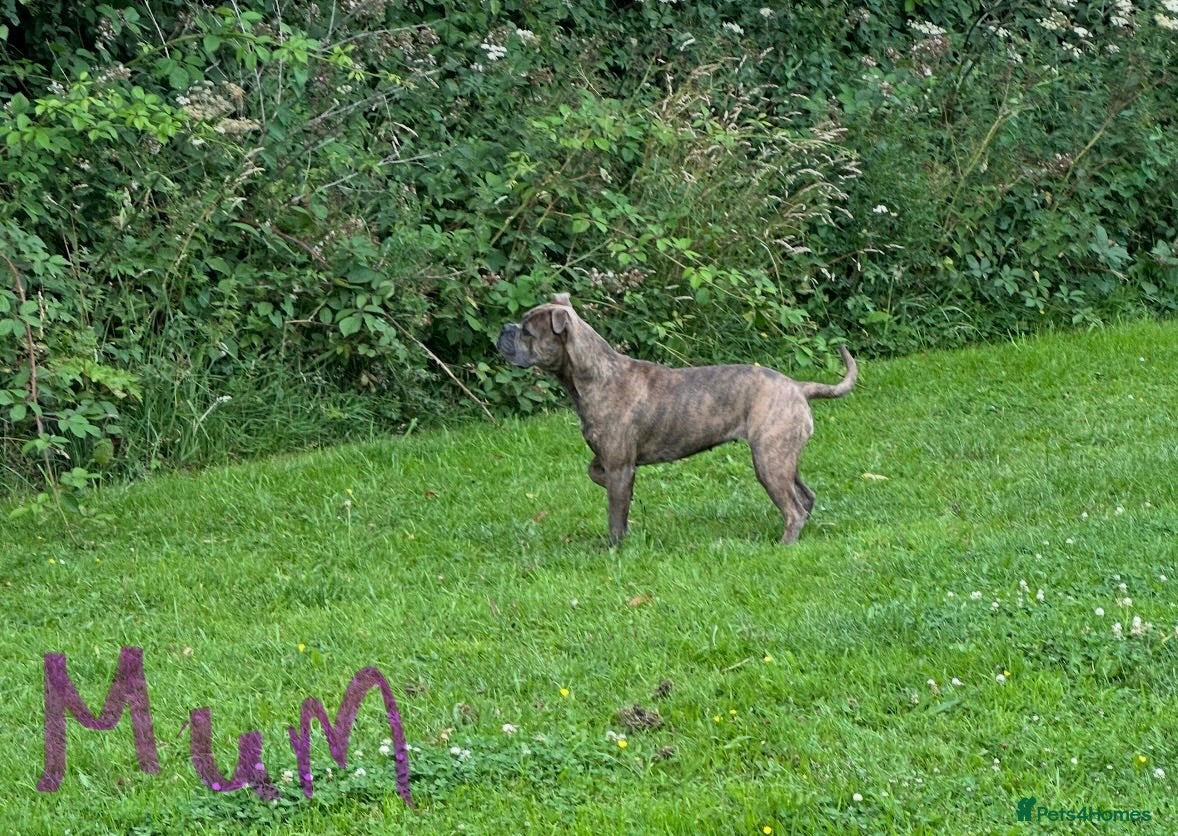 Old Tyme Bulldog dogs Pregnancy confirmed Old Tyme Bulldog Puppies  - Advert 1