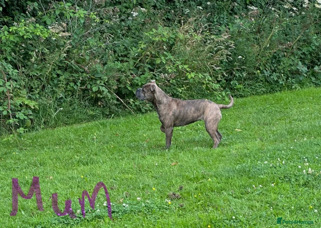 Old Tyme Bulldog dogs for sale: Pregnancy confirmed Old Tyme Bulldog Puppies  - Advert 1