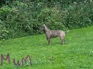 Old Tyme Bulldog dogs Pregnancy confirmed Old Tyme Bulldog Puppies - Advert 1