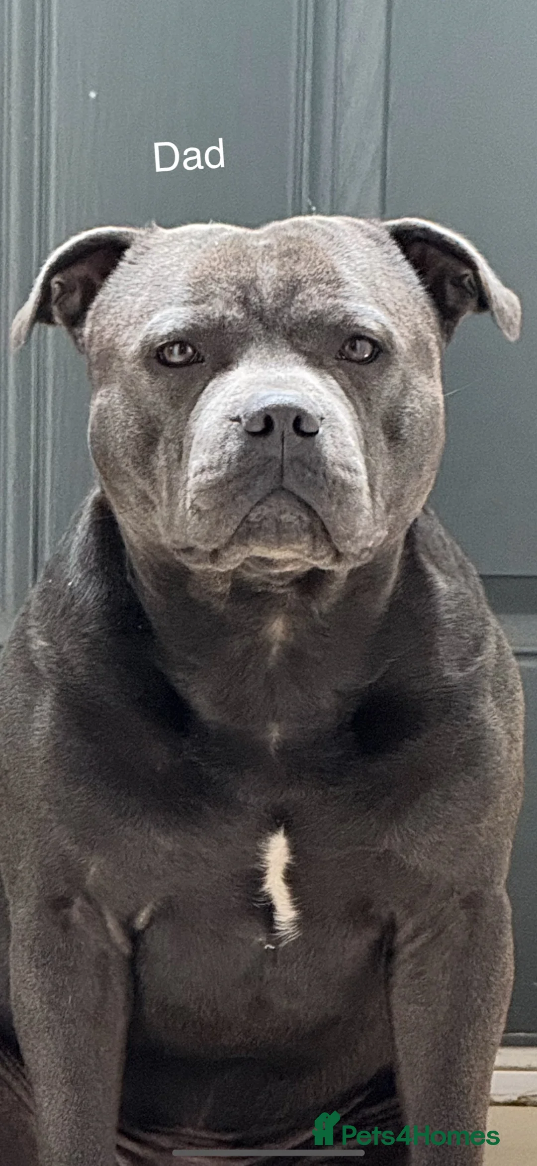 Staffordshire Bull Terrier dogs for sale: 10 kc registered staffy puppies - ready 7th of may - Advert 2