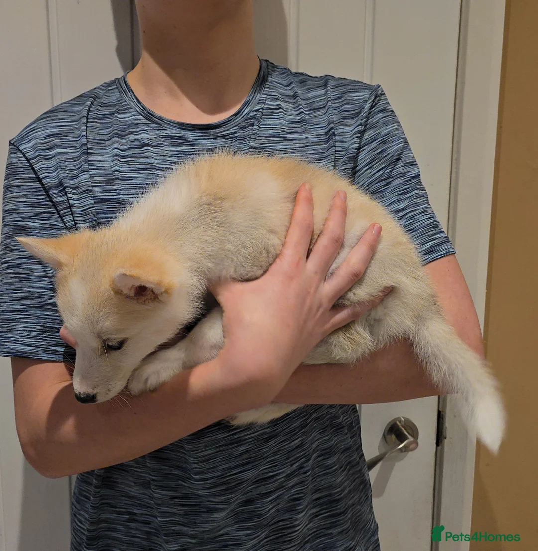 Siberian Husky dogs for sale: Ready Now last 2 girls left in litter - Advert 22