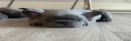 French Bulldog dogs for sale: KC registered French bulldog puppies - ready to go - Advert 2