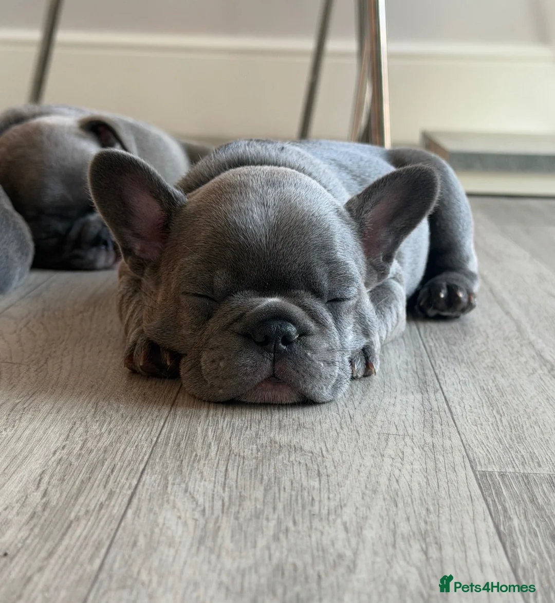 French Bulldog dogs for sale: KC registered French bulldog puppies - ready to go - Advert 2