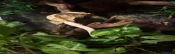 Gecko reptiles for sale: Crested gecko for sale - Advert 3