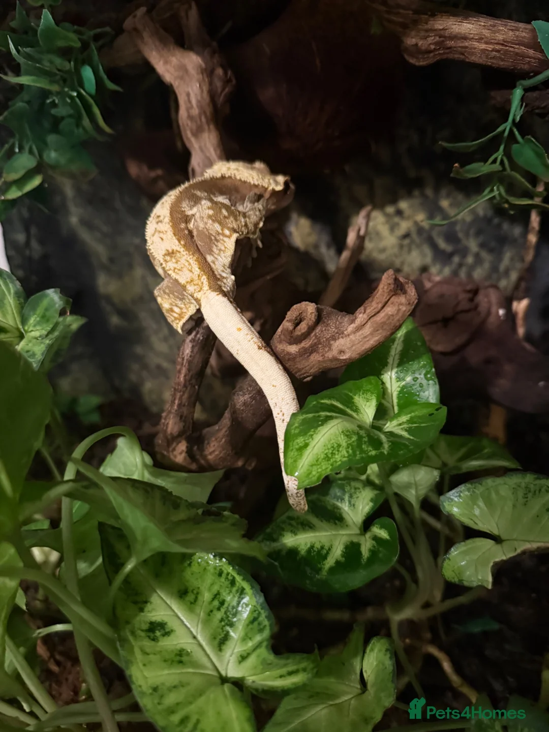 Gecko reptiles for sale: Crested gecko for sale - Advert 3