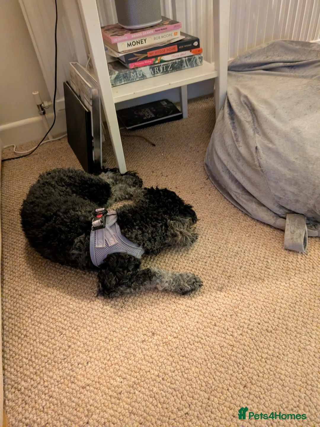 Poochon dogs for sale: 2 Beautiful Happy Bouncy Poochons in Bristol - Advert 8
