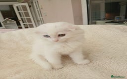 Scottish Fold cats for sale: Scottish folds with hearts of gold - Image 7