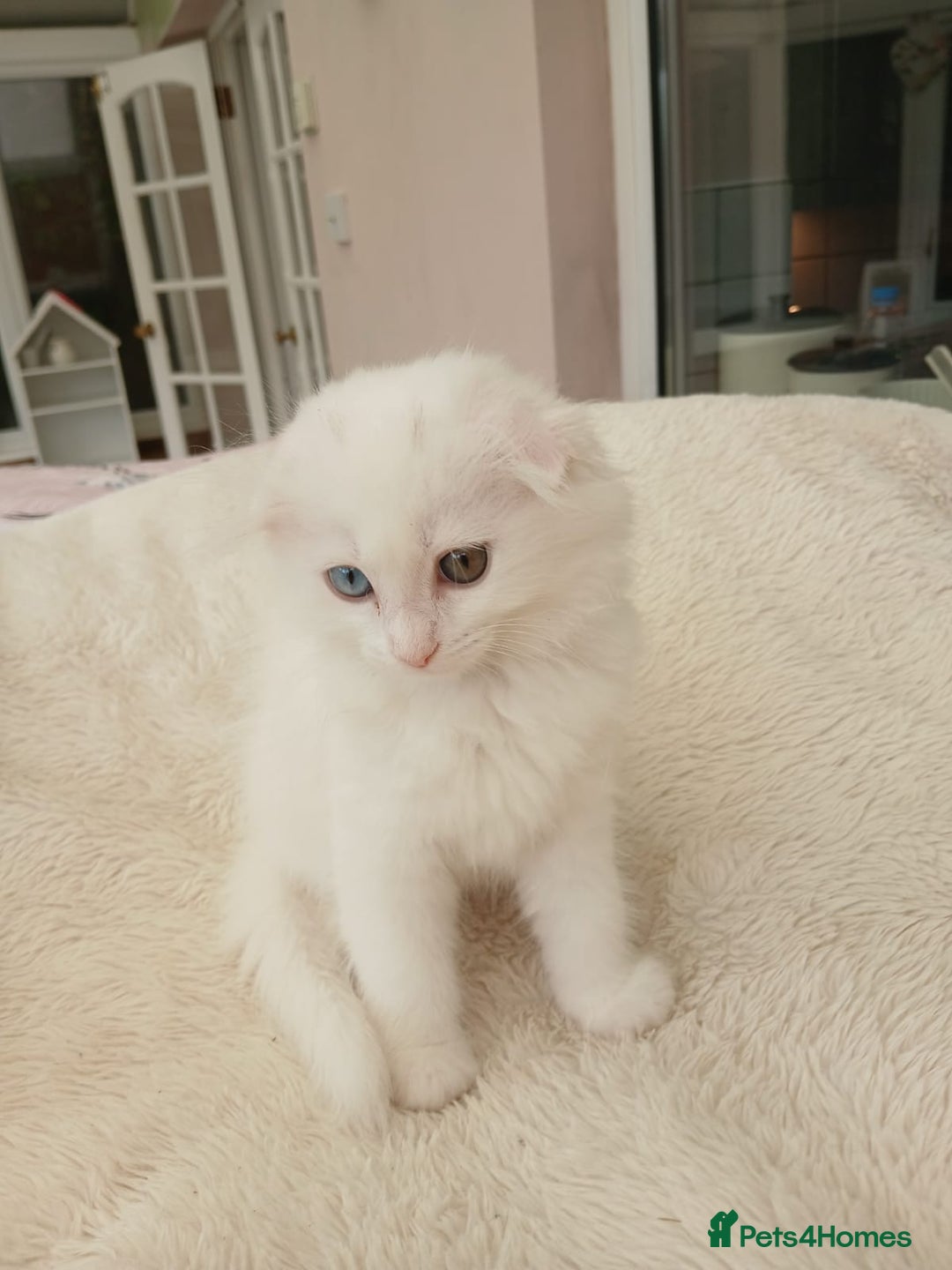 Scottish Fold cats for sale: Scottish folds with hearts of gold - Image 7