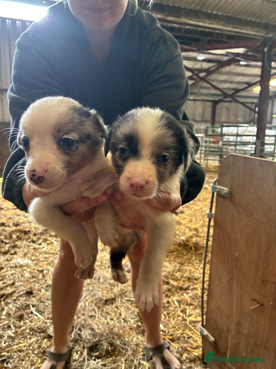 Border Collie dogs for sale: Lovely border collie pups - Image 6