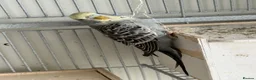 Budgerigars birds for sale: Young budgies for sale - Advert 13