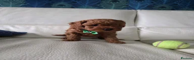 Maltipoo 1