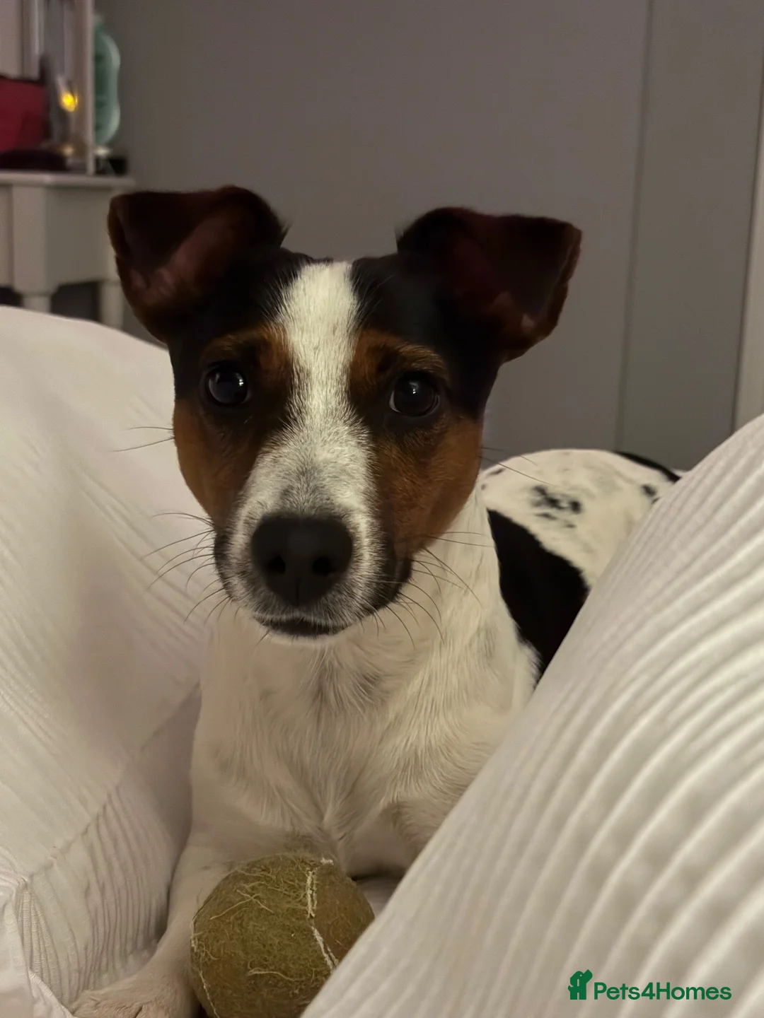 Jack Russell dogs for stud: Reggie  in Swindon - Advert 2