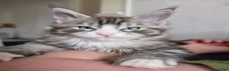 Maine Coon cats for sale: Maine coon Blue eyes + Long Hair in Burnley - Advert 7