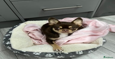 Mixed Breed dogs - Advert 4