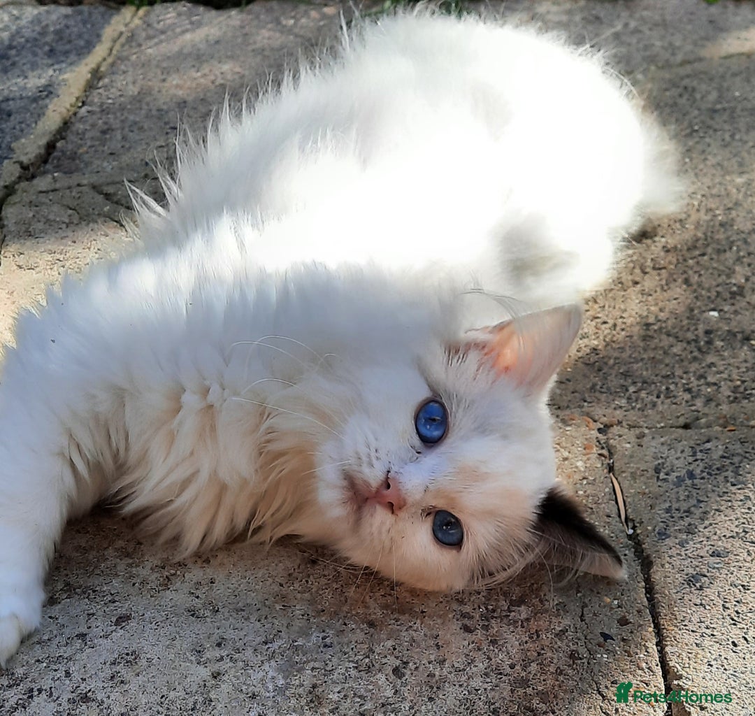 Ragdoll cats for sale: GCCF pedigree ragdoll kittens  - Advert 7