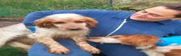 English Setter dogs for adoption: Sky   in Woolacombe - Advert 7