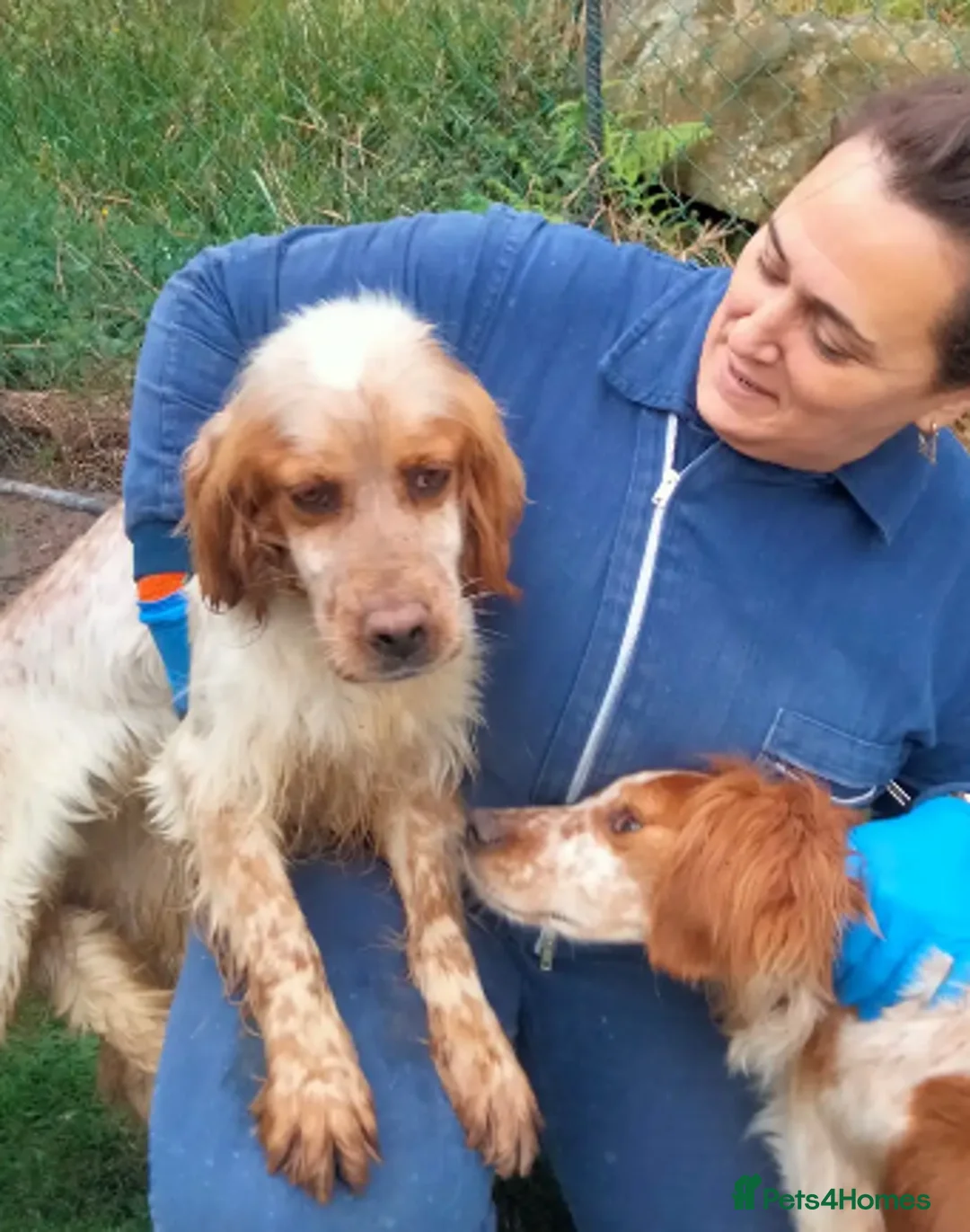 English Setter dogs for adoption: Sky   in Woolacombe - Advert 7